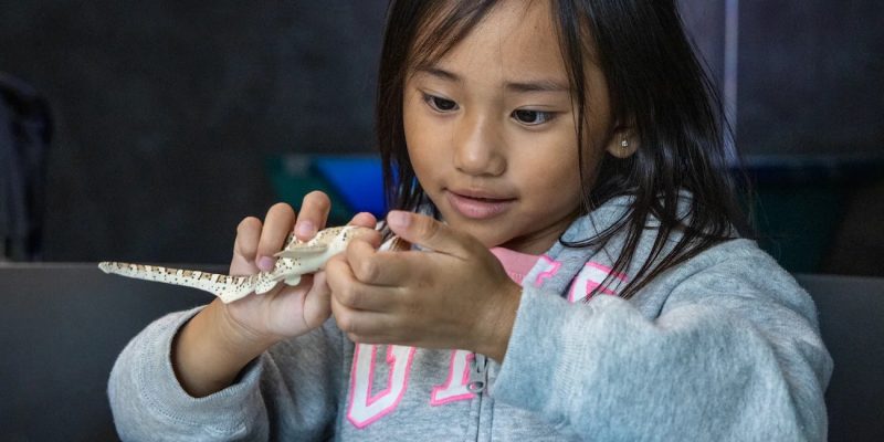 A young girl in a gray hooded sweatshirt holds a spotted toy leopard shark in both hands and studies it closely at a table in the Seattle Aquarium's Discovery Lab.