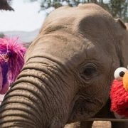 Abby Cadabby on the left and Elmo on the right lean in close on either side of a young African elephant's head and trunk at an outdoor enclosure, with hills and trees behind them.