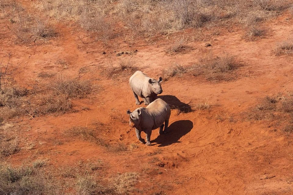 Two rhinos stand on bare red earth dotted with dry scrub, photographed from directly above in an aircraft.