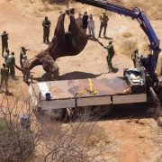 An aerial view looking down on a sedated elephant suspended head down from a blue crane arm above a white flatbed truck, with about fifteen rangers and staff standing around the vehicle on bare red soil in dry thorn scrub.