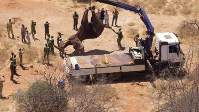 An aerial view looking down on a sedated elephant suspended head down from a blue crane arm above a white flatbed truck, with about fifteen rangers and staff standing around the vehicle on bare red soil in dry thorn scrub.