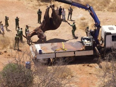 An aerial view looking down on a sedated elephant suspended head down from a blue crane arm above a white flatbed truck, with about fifteen rangers and staff standing around the vehicle on bare red soil in dry thorn scrub.