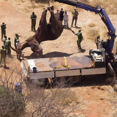 An aerial view looking down on a sedated elephant suspended head down from a blue crane arm above a white flatbed truck, with about fifteen rangers and staff standing around the vehicle on bare red soil in dry thorn scrub.