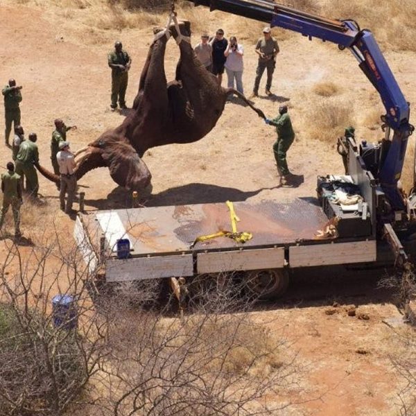 An aerial view looking down on a sedated elephant suspended head down from a blue crane arm above a white flatbed truck, with about fifteen rangers and staff standing around the vehicle on bare red soil in dry thorn scrub.