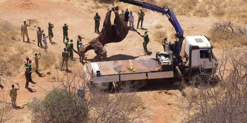 An aerial view looking down on a sedated elephant suspended head down from a blue crane arm above a white flatbed truck, with about fifteen rangers and staff standing around the vehicle on bare red soil in dry thorn scrub.