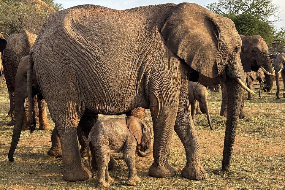 A newborn elephant calf walks close under its mother's belly in low golden light, with four or five other elephants around them feeding on scattered hay on bare ground.