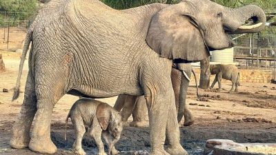 An adult elephant stands at a muddy waterhole inside a fenced stockade compound with a very small newborn calf tucked under her belly between her front and back legs, other elephants and a water tank visible behind them.