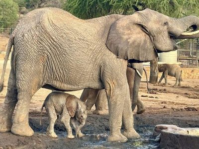 An adult elephant stands at a muddy waterhole inside a fenced stockade compound with a very small newborn calf tucked under her belly between her front and back legs, other elephants and a water tank visible behind them.