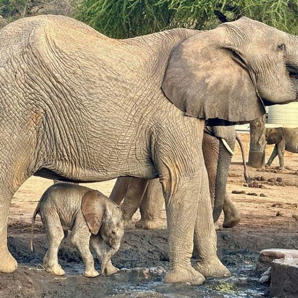 An adult elephant stands at a muddy waterhole inside a fenced stockade compound with a very small newborn calf tucked under her belly between her front and back legs, other elephants and a water tank visible behind them.