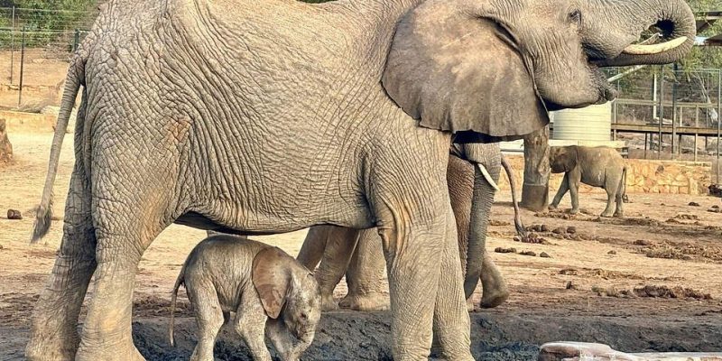 An adult elephant stands at a muddy waterhole inside a fenced stockade compound with a very small newborn calf tucked under her belly between her front and back legs, other elephants and a water tank visible behind them.