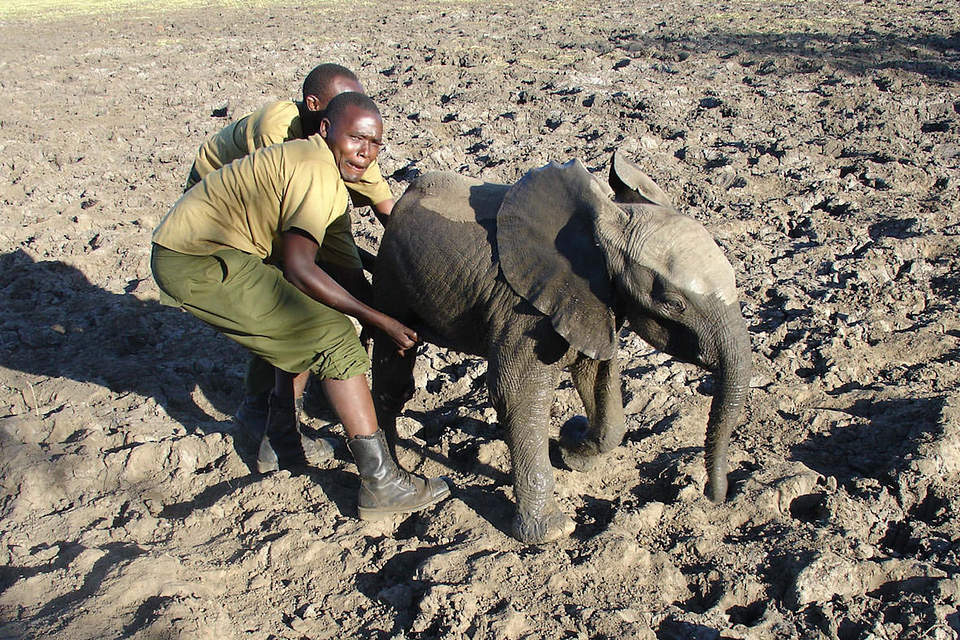 Two Sheldrick Wildlife Trust rescuers in uniform brace an infant elephant upright on the cracked mud of a dried-out waterhole in the Kibwezi Forest.