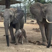 Two adult African elephants stand in the dust at the Ithumba stockades with a newborn calf sheltered between their legs.
