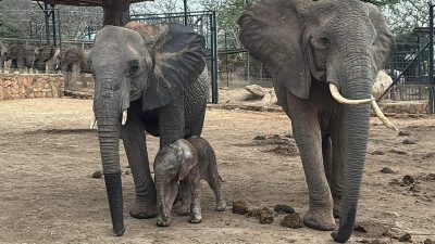 Two adult African elephants stand in the dust at the Ithumba stockades with a newborn calf sheltered between their legs.
