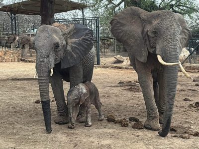 Two adult African elephants stand in the dust at the Ithumba stockades with a newborn calf sheltered between their legs.