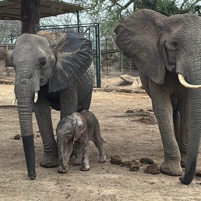 Two adult African elephants stand in the dust at the Ithumba stockades with a newborn calf sheltered between their legs.