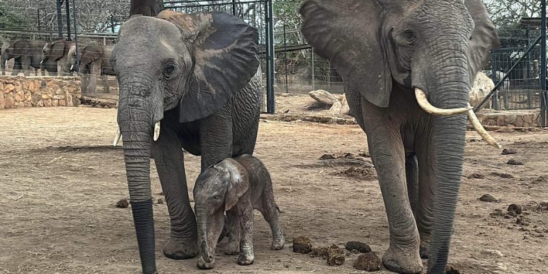 Two adult African elephants stand in the dust at the Ithumba stockades with a newborn calf sheltered between their legs.