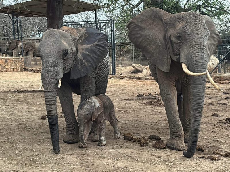 Two adult African elephants stand in the dust at the Ithumba stockades with a newborn calf sheltered between their legs.