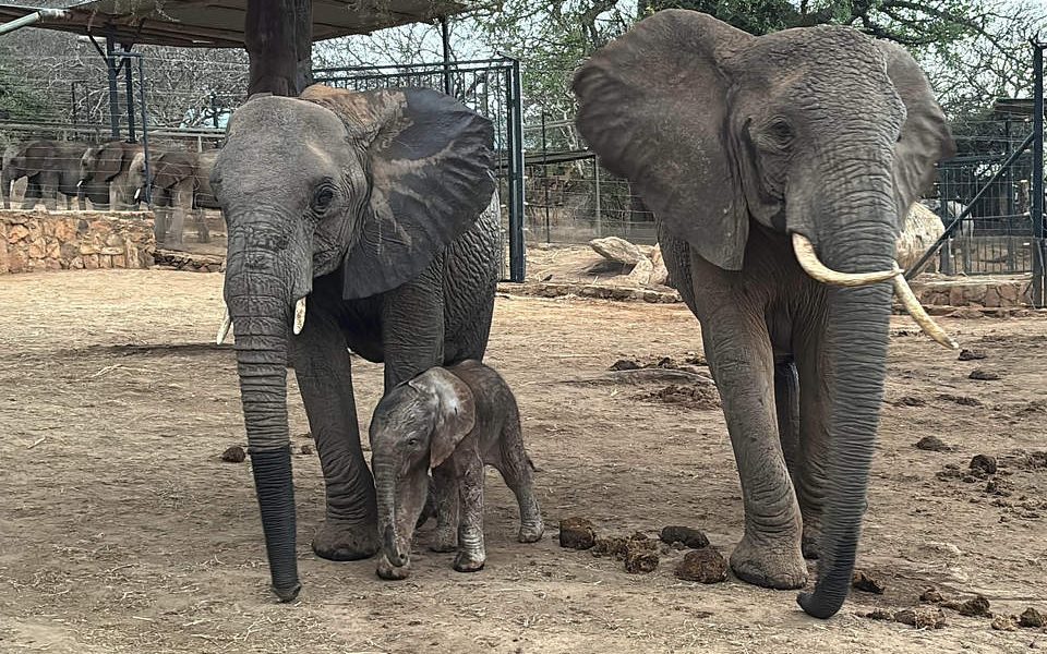 Two adult African elephants stand in the dust at the Ithumba stockades with a newborn calf sheltered between their legs.