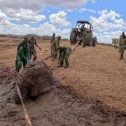 Rangers in green uniforms haul on a thick strap running to an adult elephant caked in mud and sitting in a churned mud pan, with a tractor on the dry ground behind them under a blue sky.