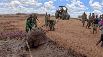 Rangers in green uniforms haul on a thick strap running to an adult elephant caked in mud and sitting in a churned mud pan, with a tractor on the dry ground behind them under a blue sky.