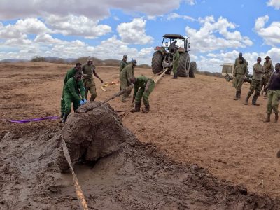 Rangers in green uniforms haul on a thick strap running to an adult elephant caked in mud and sitting in a churned mud pan, with a tractor on the dry ground behind them under a blue sky.