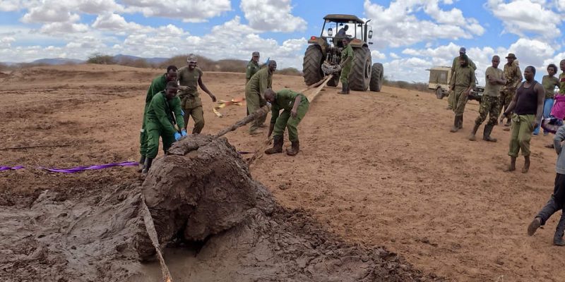 Rangers in green uniforms haul on a thick strap running to an adult elephant caked in mud and sitting in a churned mud pan, with a tractor on the dry ground behind them under a blue sky.