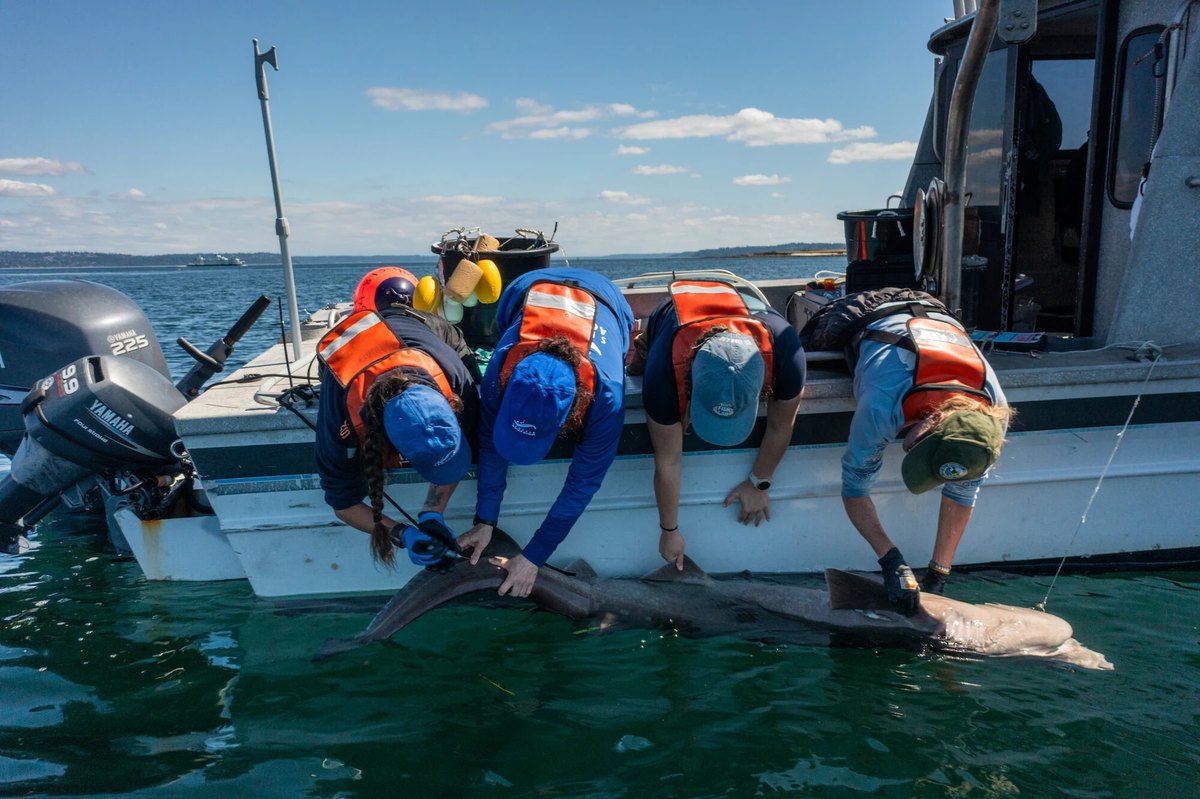 Four researchers in life vests and ball caps lean over the side of a small white research boat on open water, holding a large gray sixgill shark alongside the hull at the surface while one works near its dorsal fin.