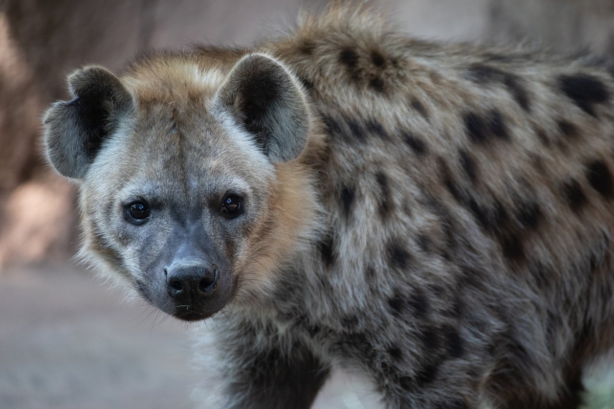 A young spotted hyena looks directly at the camera, rounded ears turned forward, its tan coat covered in dark spots.