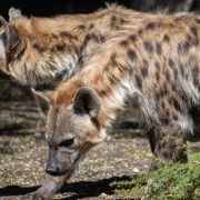 Two spotted hyenas move together across their habitat at Woodland Park Zoo, tan coats marked with dark spots, the nearer animal walking with its head lowered toward the ground.