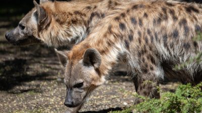 Two spotted hyenas move together across their habitat at Woodland Park Zoo, tan coats marked with dark spots, the nearer animal walking with its head lowered toward the ground.