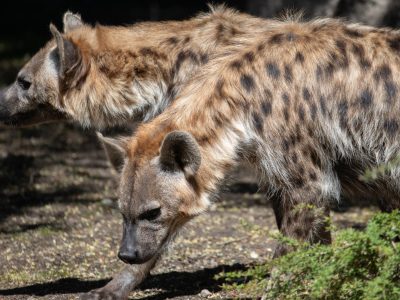 Two spotted hyenas move together across their habitat at Woodland Park Zoo, tan coats marked with dark spots, the nearer animal walking with its head lowered toward the ground.