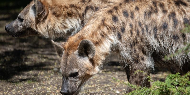 Two spotted hyenas move together across their habitat at Woodland Park Zoo, tan coats marked with dark spots, the nearer animal walking with its head lowered toward the ground.