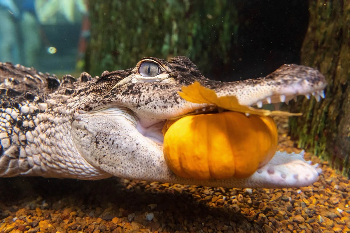 An American alligator rests just under the surface of the water holding a small orange pumpkin in its open jaws, a single yellow leaf lying on top of the pumpkin, with gravel and a submerged tree trunk behind it.