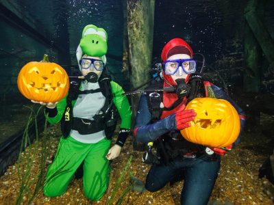 Two SCUBA divers in costume kneel on the gravel bottom of an aquarium exhibit, each holding up a carved jack-o'-lantern, one in a green dinosaur suit and hood and the other in a red and blue suit with a red hood, bubbles rising around them.