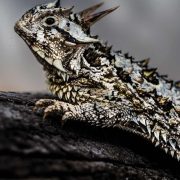 A Texas horned lizard rests on dark weathered wood, seen from the side and slightly above, its flattened body covered in pale cream and olive scales with rows of sharp raised spines along the back and flanks, two long dark horns angled back from the crown of the head and a ring of shorter spines around the throat, against a soft gray out-of-focus background.