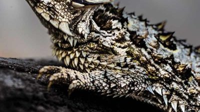 A Texas horned lizard rests on dark weathered wood, seen from the side and slightly above, its flattened body covered in pale cream and olive scales with rows of sharp raised spines along the back and flanks, two long dark horns angled back from the crown of the head and a ring of shorter spines around the throat, against a soft gray out-of-focus background.