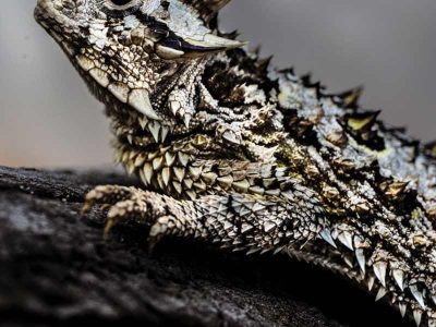 A Texas horned lizard rests on dark weathered wood, seen from the side and slightly above, its flattened body covered in pale cream and olive scales with rows of sharp raised spines along the back and flanks, two long dark horns angled back from the crown of the head and a ring of shorter spines around the throat, against a soft gray out-of-focus background.