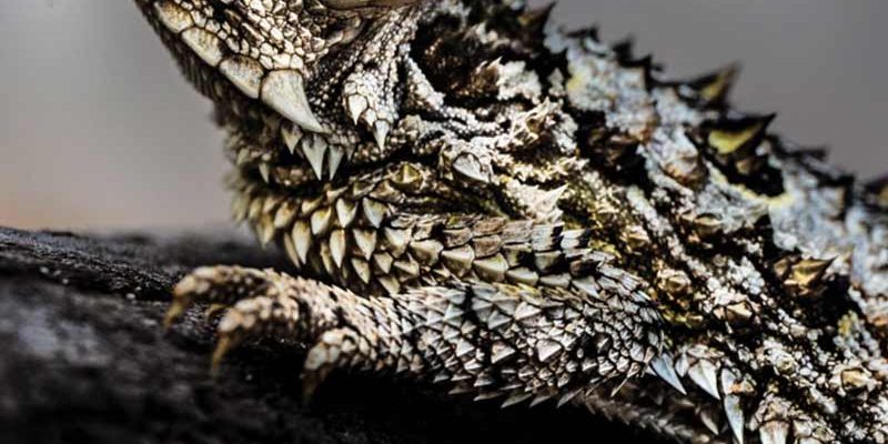 A Texas horned lizard rests on dark weathered wood, seen from the side and slightly above, its flattened body covered in pale cream and olive scales with rows of sharp raised spines along the back and flanks, two long dark horns angled back from the crown of the head and a ring of shorter spines around the throat, against a soft gray out-of-focus background.