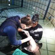Two aquarium staff crouch in a shallow holding pool, one wearing a head torch, working on a spotted gully shark held at the surface.