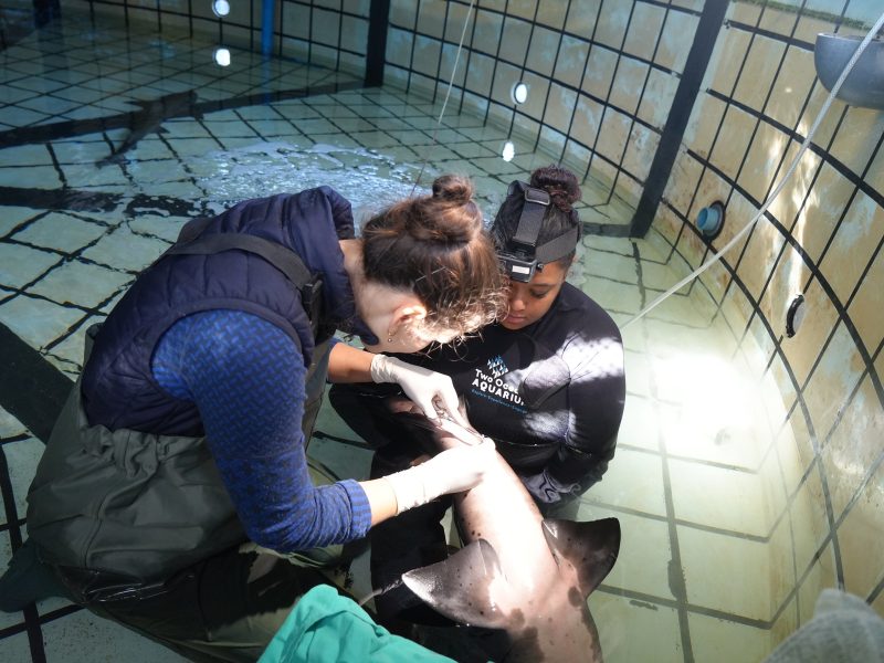 Two aquarium staff crouch in a shallow holding pool, one wearing a head torch, working on a spotted gully shark held at the surface.