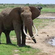 A bull elephant with very long curved tusks standing on green grass at the edge of a muddy waterway, with storks and egrets spread along the far bank and a buffalo in the background.