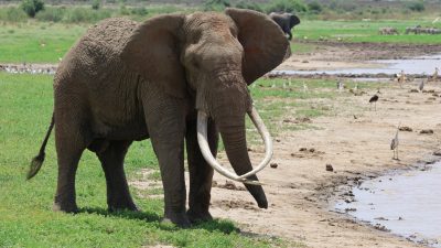 A bull elephant with very long curved tusks standing on green grass at the edge of a muddy waterway, with storks and egrets spread along the far bank and a buffalo in the background.