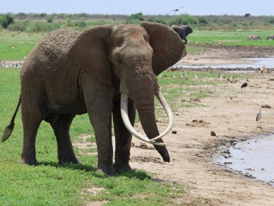 A bull elephant with very long curved tusks standing on green grass at the edge of a muddy waterway, with storks and egrets spread along the far bank and a buffalo in the background.