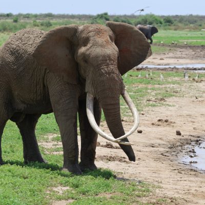 A bull elephant with very long curved tusks standing on green grass at the edge of a muddy waterway, with storks and egrets spread along the far bank and a buffalo in the background.
