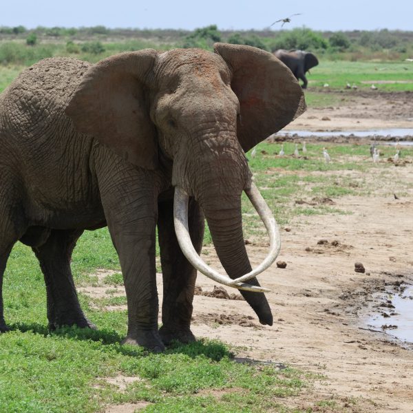 A bull elephant with very long curved tusks standing on green grass at the edge of a muddy waterway, with storks and egrets spread along the far bank and a buffalo in the background.