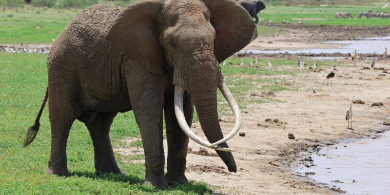 A bull elephant with very long curved tusks standing on green grass at the edge of a muddy waterway, with storks and egrets spread along the far bank and a buffalo in the background.