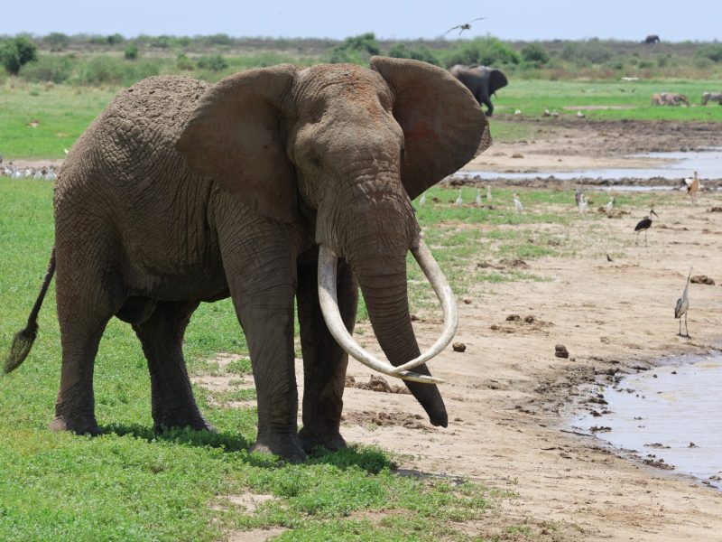 A bull elephant with very long curved tusks standing on green grass at the edge of a muddy waterway, with storks and egrets spread along the far bank and a buffalo in the background.