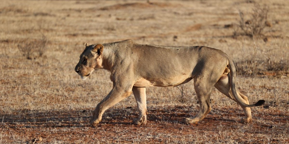 A lioness walks from right to left across short dry red-brown grass in low golden light, with open scrub and bare ground stretching to a flat horizon behind her.