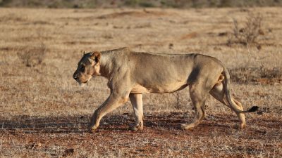 A lioness walks from right to left across short dry red-brown grass in low golden light, with open scrub and bare ground stretching to a flat horizon behind her.