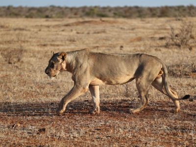 A lioness walks from right to left across short dry red-brown grass in low golden light, with open scrub and bare ground stretching to a flat horizon behind her.